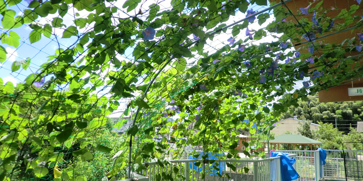 某保育園 緑のカーテン 設置